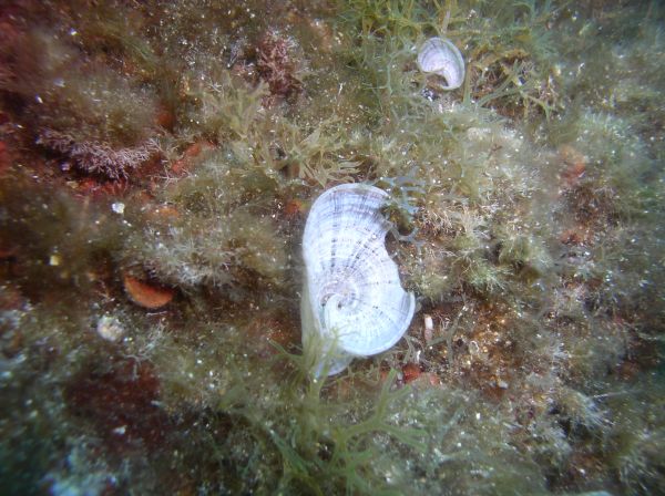 Padine  Padina pavonica